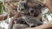 Koala auf Kangaroo Island