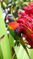 Regenbogen Papagei