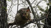 Possum