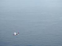 Wingsoverwhales Neuseeland