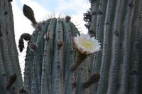 Die besondere Blüte des Cardón