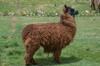 Lama