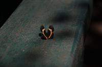Schmetterling