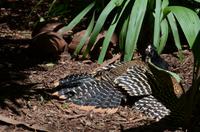 Vogelpark 6