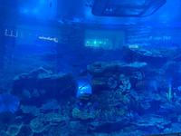 Aquarium in der Dubai Mall