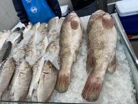 Fischmarkt in Sharjah - Souk al Jubail