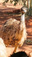 Emu, Wappentier Australiens