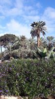 Gran Canaria - Las Palmas (Parque Doramas)