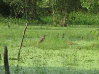 Tra Su Nationalpark