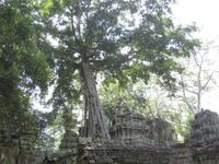 Ta Prohm
