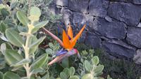 Madeira - Blumenvielfalt (Strelitzie)