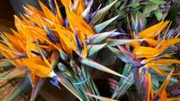 Madeira - Funchal (Besuch der Markthalle)