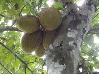 Jackfrucht