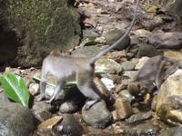 Affe im Khao Sok-Nationalpark 