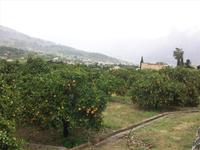 Zitrusplantage Soller
