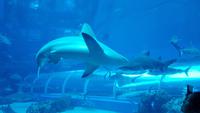 Singapur, Sentosa, Aquarium