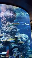 Singapur, Sentosa, Aquarium