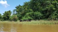 Malaysia, Bootsfahrt in den Taman Negara NP, Wasserbüffel