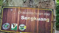 Malaysia, Taman Negara NP, Senkuang-der dominierende Baum wird riesig