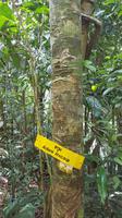 Malaysia, Taman Negara NP, daraus wird das Pfeilgift gewonnen
