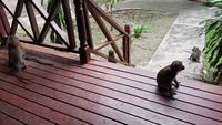 Malaysia, Mutiara Taman Negara Resort, freundliche Besucher