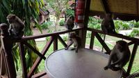 Malaysia, Mutiara Taman Negara Resort, zahlreiche Besucher