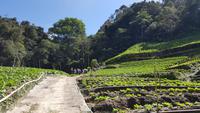 Malaysia, Cameron Highlands, Wanderung durch Gemüsegärten