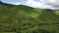 Malaysia, Cameron Highlands, BOH Teeplantagen