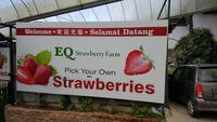 Malaysia, Cameron Highlands, Strawberries