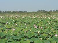 Lotusfarm
