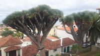 Teneriffa - La Orotava