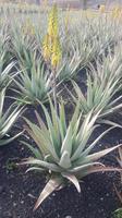 Fuerteventura - Aloe Vera Farm