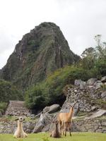 Lamas in Machu Picchu