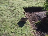 Meerschweinchen