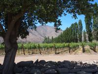 Weingut Santa Rita