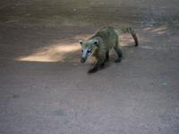Iguazú Wasserfälle: Nasenbär