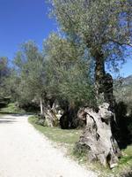 hunderdt Jahre alte OlivenbÃ€ume