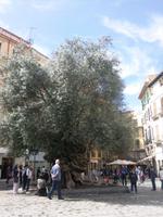 Olivenbaum am Placa Cort