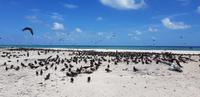 Schnorchel-Ausflug ins Great Barrier Reef - Michaelmas cay