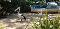 Besuch im Featherdale Wildlife Park
