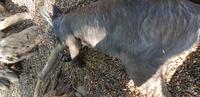 Besuch im Featherdale Wildlife Park