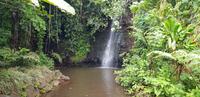 Inselrundfahrt auf Tahiti - Vaipahi Tropical Garden und Wasserfall