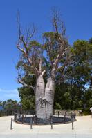 Stadtrundfahrt Perth - Giant Boab im Botanischen Garten