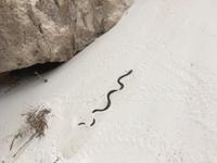 Tagesausflug auf die Rottnest Island - Eine Schlange schlängelt sich durch den Sand