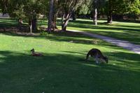 Yanchep-Nationalpark - Besuch bei den Koalas und Kängurus