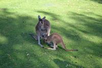 Yanchep-Nationalpark - Besuch bei den Koalas und Kängurus