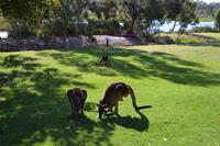 Yanchep-Nationalpark - Besuch bei den Koalas und Kängurus