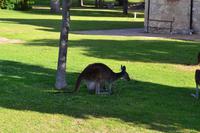 Yanchep-Nationalpark - Besuch bei den Koalas und Kängurus