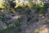 Yanchep-Nationalpark - Besuch bei den Koalas und Kängurus