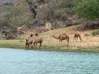 Wadi Darbat - Kamelzucht